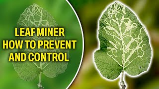 Leaf Miner  How to prevent and control it [upl. by Audre]