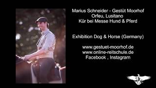 Marius Schneider  Akademische Reitkunst Dressur Kür mit Lusitano Hengst [upl. by Ferrel]