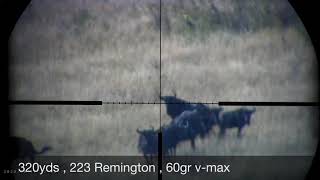 Bluewildebeest 223 remington 320yds [upl. by Sussi]