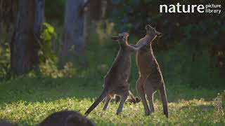 Eastern grey kangaroo Macropus giganteus males fighting Queensland Australia November [upl. by Margalit449]