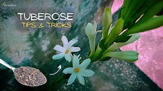 A Comprehensive Guide On Tuberose Plant Care Get More Flowers [upl. by Alesig]