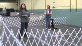 Dog training PATTERN GAMES by Leslie McDevitt [upl. by Amre206]