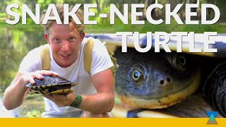 Australias SnakeNecked Turtle in the Wild [upl. by Aeduj39]