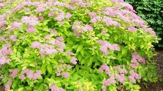 Renewal Pruned Spirea Flourishing [upl. by Brocky]