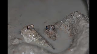 Mudskipper breeding 03 Courtship amp Mating amp Spawning Schlammspringernachzucht 03 Balzen Laichen [upl. by Acissehc841]