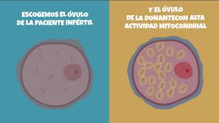 Donación de mitocondrias en Biotexcom [upl. by Leind]