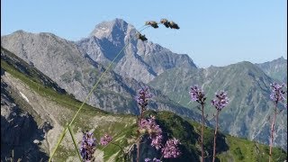 Kleinwalsertal Wanderung Fiderepasshuette [upl. by Addia]