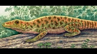 Archaeothyris Early Synapsid [upl. by Aliac]