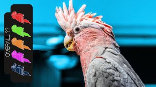 Galah Cockatoo The Best Pet Parrot [upl. by Eatnahc]