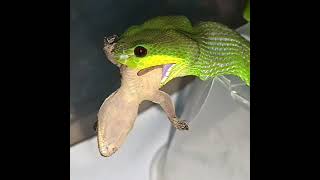 Trimeresurus insularis Snake Popping Out the Venomous Blade [upl. by Henrique403]