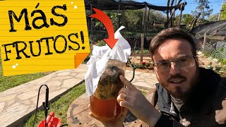 Como hacer el MEJOR FERTILIZANTE para GRANDES COSECHAS jugo de frutos fermentados [upl. by Damales]