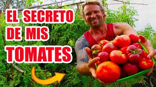 El CULTIVO DEL TOMATE y el SECRETO de mis TOMATES [upl. by Rhyner]