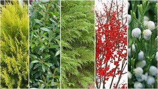 5 Types of Plants for Winter Interest [upl. by Neret]