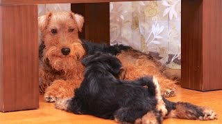 Welsh Terriers  Puppies [upl. by Merideth]