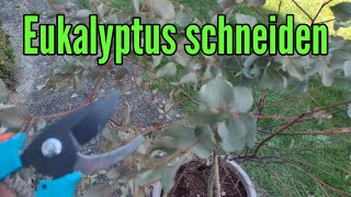 Eukalyptus schneiden im Frühjahr radikal Rückschnitt vom Eukalyptusbaum [upl. by Nael]