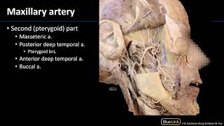 Infratemporal Fossa  Vasculature [upl. by Nata]