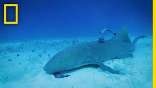 Can Sharks Detect Magnetic Fields  Sharkcano [upl. by Anair]