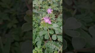 Cleome felina 💮 [upl. by Newby152]