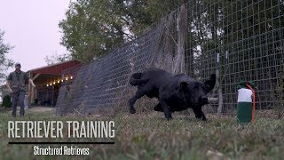 Teaching Your Gundog to Retrieve  Hunting Dog Training [upl. by Nnagrom]