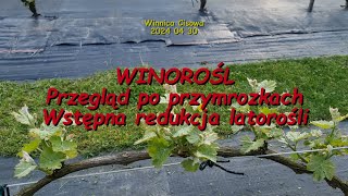 WINOROŚL Przegląd po przymrozkach Wstępna redukcja latorośli Winnica Cisowa 2024 04 30 [upl. by Annaor]