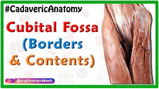 Anatomy of Cubital Fossa  Boundaries and Contents  Dr G Bhanu Prakash [upl. by Walczak]