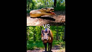 Boa constrictor vs mongoose [upl. by Aiepoissac]