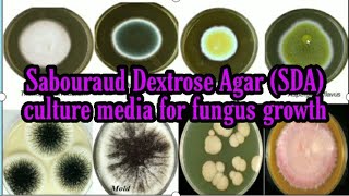 Sabouraud Dextrose Agar SDA media culture media lecture 16 [upl. by Huberman]