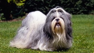 SHIH TZU BARKING  SHIH TZU HOWLING AND BARKING COMPILATION 2016 [upl. by Adnwahsar44]