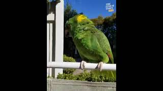 wait what so talented 🦜 parrot wow 😲 superb  korbel wonderfulland  short [upl. by Spevek751]