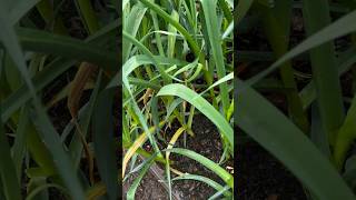 Allium leaf miners in my garlic 😭  possibly a total loss  gardenpests raisedbedgardening zone7 [upl. by Queena]