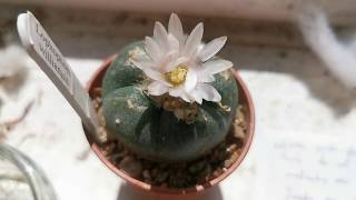 How to grow the psychedelic cactus Peyote Lophophora williamsii at home on a windowsill in the UK [upl. by Corliss]