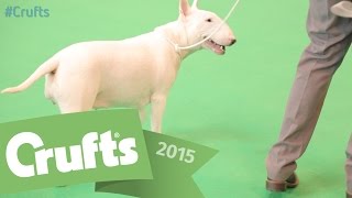 Bull Terrier  Best of Breed and Winners Interview Crufts 2015 [upl. by Rolyab219]