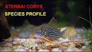 Sterbai Corydoras A Beginners Guide [upl. by Dietrich457]