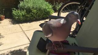 Woodpigeon  cute and clever wood pigeon 😍 [upl. by Aliab675]