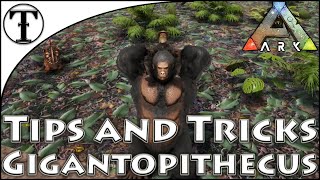 Fast GigantopithecusBigfoot Taming Guide  Ark  Survival Evolved Tips and Tricks [upl. by Columbine]