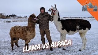 LLAMA VS ALPACA  Ep72  Llama Life [upl. by Yttam257]