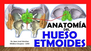 🥇 HUESO ETMOIDES Anatomía Fácil Rápido y Sencillo [upl. by Akienahs]