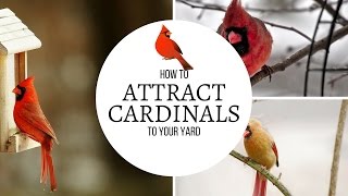 How to Attract Cardinals to Your Yard [upl. by Ronn]