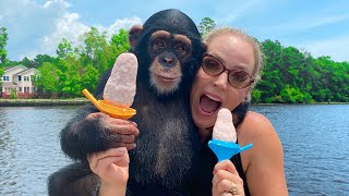 BABY CHIMP LEARNS TO MAKE POPSICLES [upl. by Ajaj336]