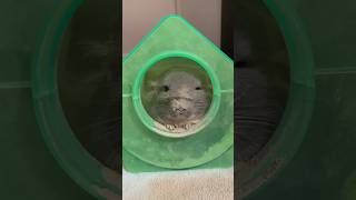 in the dust chinchilla chinchillas dustbath cute animals pets cuteanimals [upl. by Annovoj]