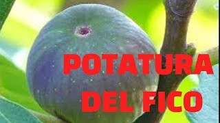 Potatura del fico regole base e qualche consiglio [upl. by Harmaning]