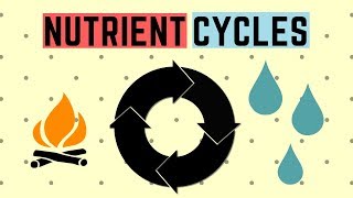 IGCSE BIOLOGY REVISION Syllabus 20  Nutrient Cycles [upl. by Nylednarb]