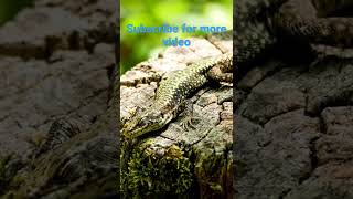 Four legged snake in nature  Wildlife Animals Discovery World Channel [upl. by Hesper366]