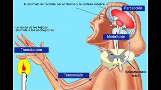 NOCICEPCION Y TRANSMISION DEL DOLOR [upl. by Meter]