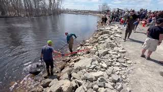 150 POUND STURGEON CAUGHT AND RELEASED 2024 IN WISCONSIN [upl. by Eniawtna555]