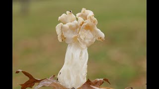 Helvella crispa  comestible  edible [upl. by Ayhay]