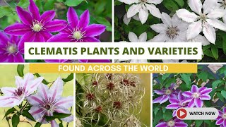 Best Clematis Plants and Varieties Found Across the World [upl. by Merci]