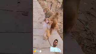 Chand Bala Mukhra Lekar Chalo Na Bzar Me monkey funny [upl. by Anas672]