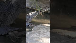 Feeding Time for Gharials Watch These Rare Crocs Snag Their Meal [upl. by Ynnattirb]