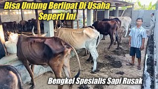 Untung Berlipat Di Usaha Bengkel Sapi Rusak Kurus Jadi Gemuk [upl. by Davina621]